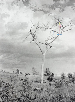 Undercutting a Tree