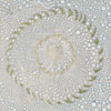 Barbara Takenaga